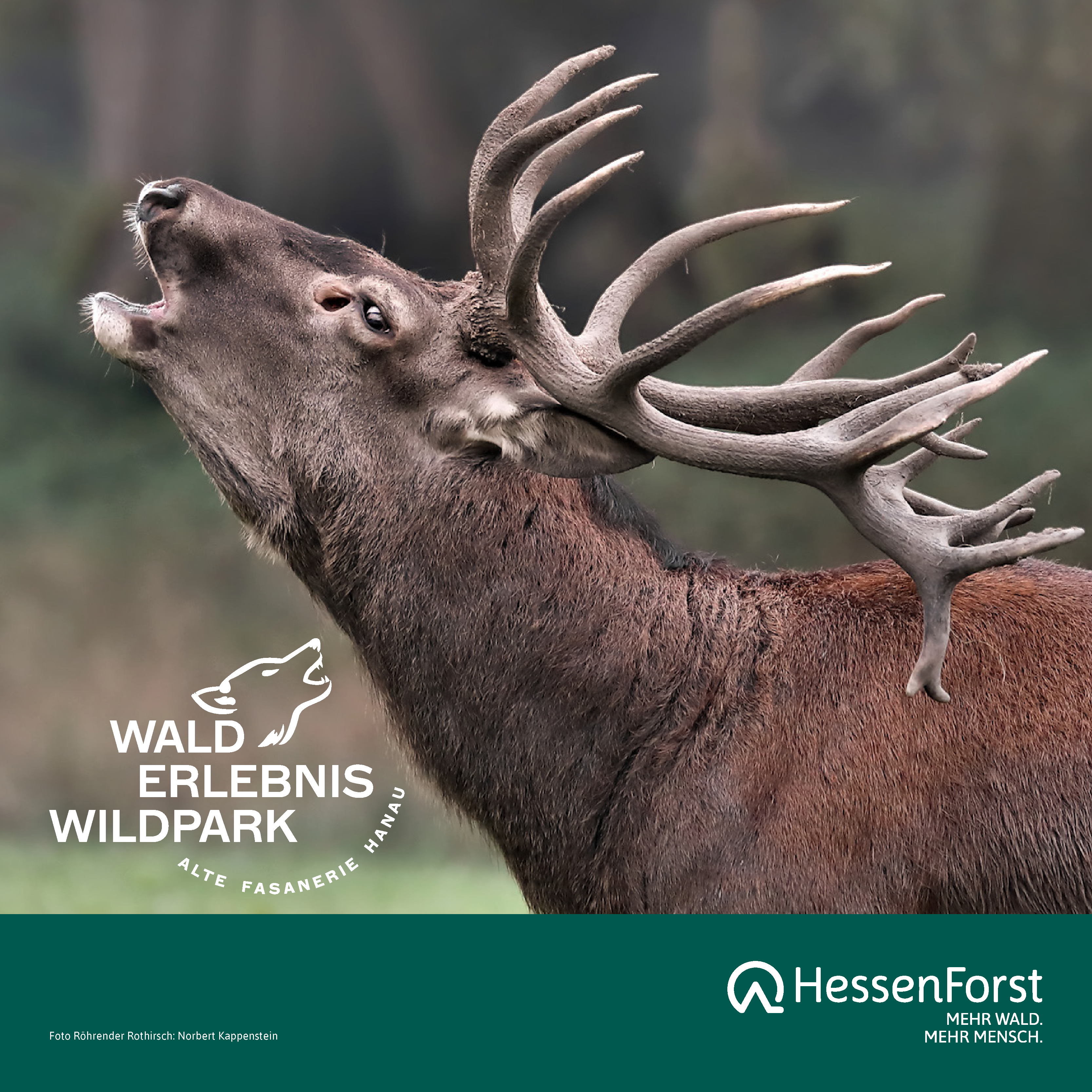 Wildpark Herbst
